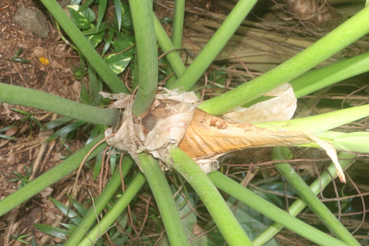 Philodendron giganteum Schott